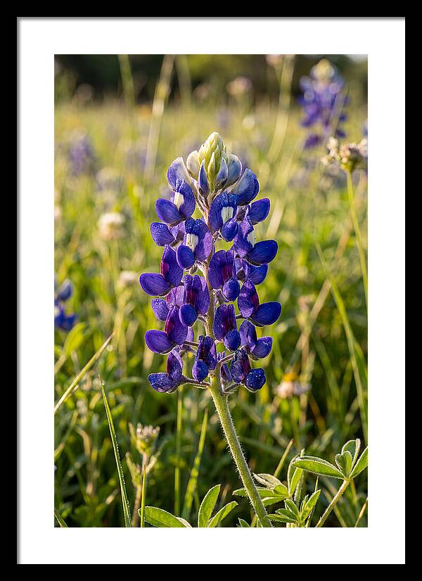 Bluebonnet Blooming In Texas