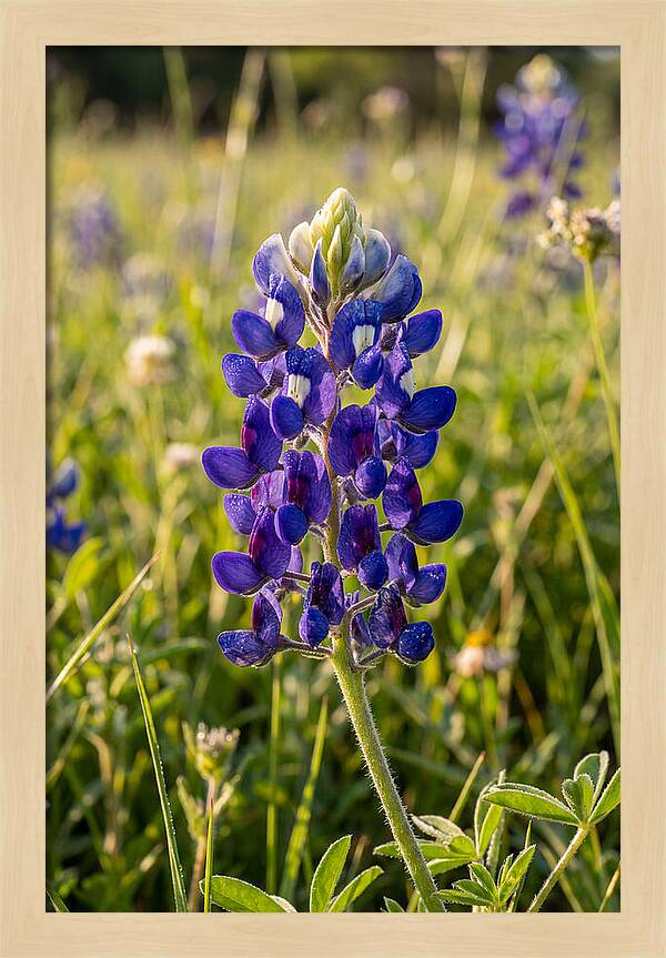 Bluebonnet Blooming In Texas