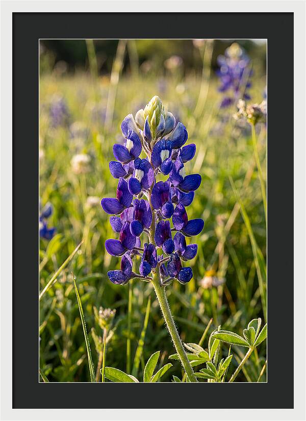 Bluebonnet Blooming In Texas