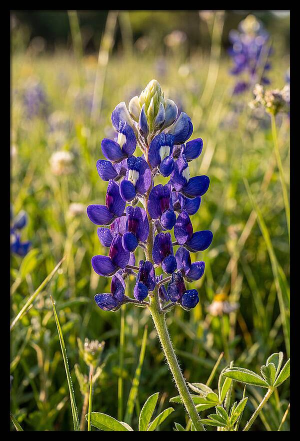 Bluebonnet Blooming In Texas