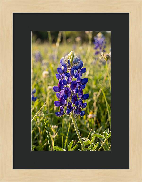 Bluebonnet Blooming In Texas