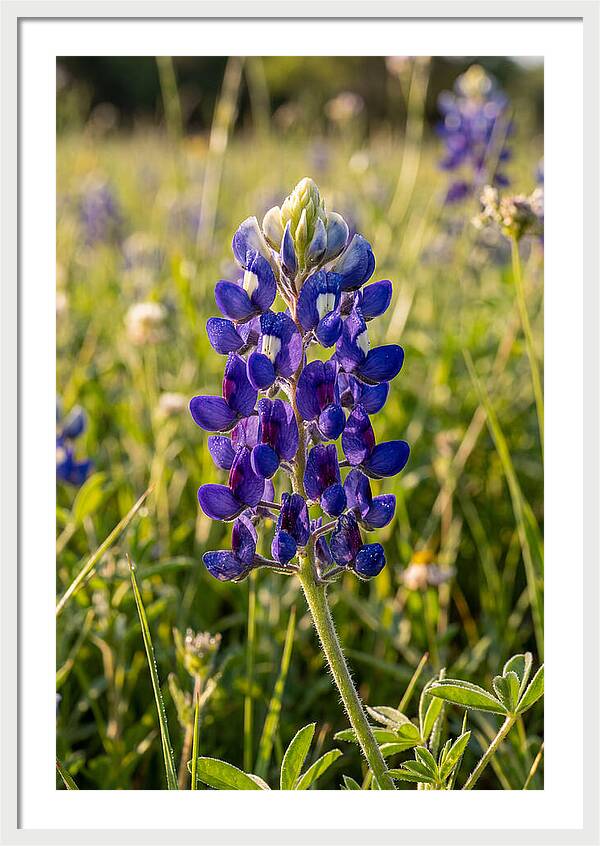 Bluebonnet Blooming In Texas