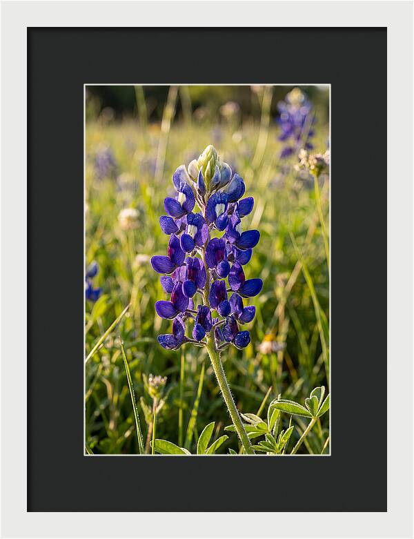 Bluebonnet Blooming In Texas