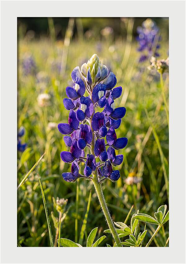 Bluebonnet Blooming In Texas