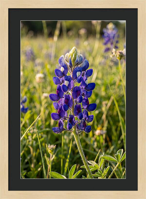 Bluebonnet Blooming In Texas