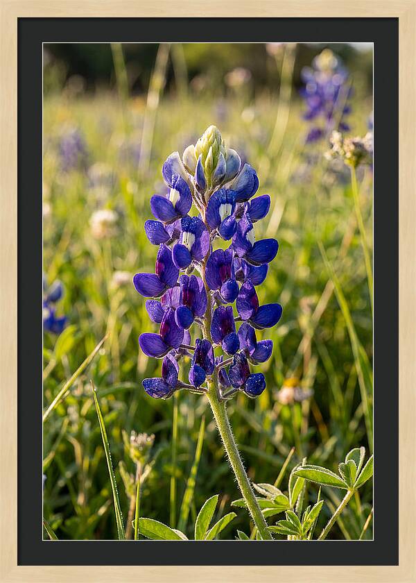 Bluebonnet Blooming In Texas