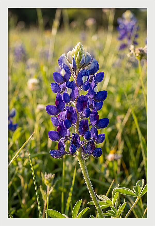 Bluebonnet Blooming In Texas