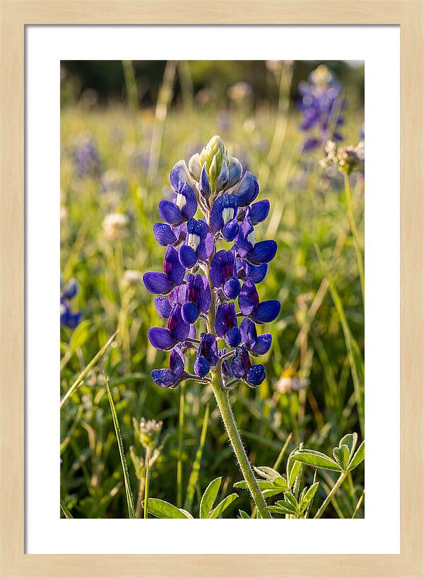 Bluebonnet Blooming In Texas