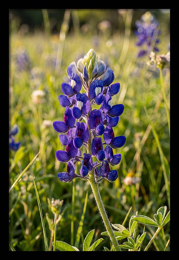 Bluebonnet Blooming In Texas