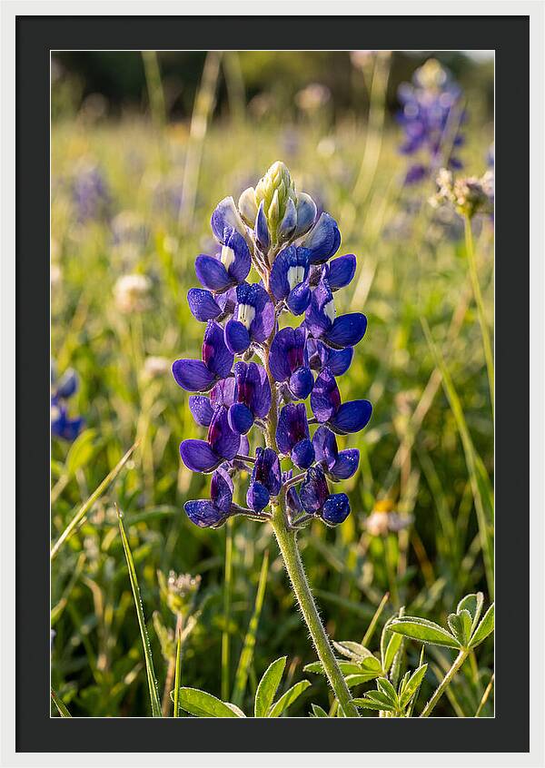 Bluebonnet Blooming In Texas