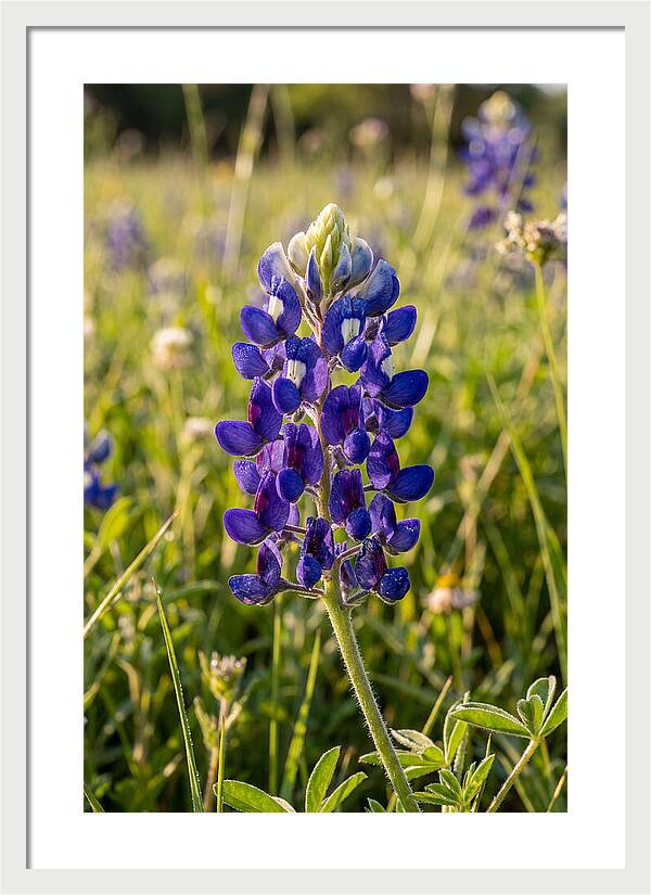 Bluebonnet Blooming In Texas