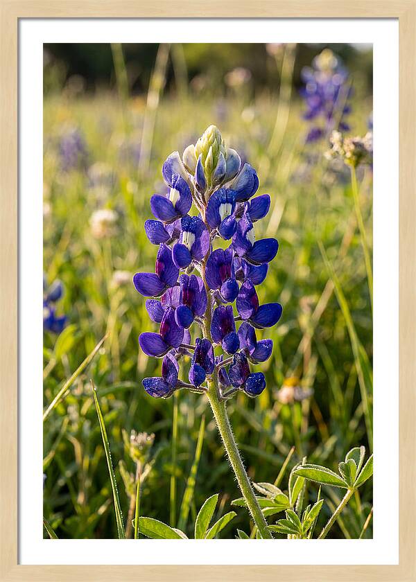 Bluebonnet Blooming In Texas