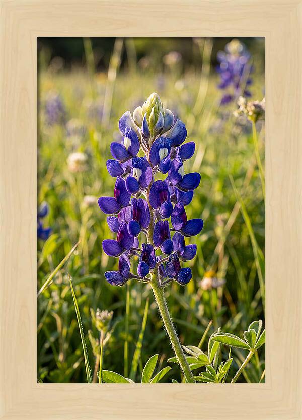 Bluebonnet Blooming In Texas