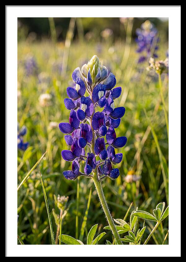 Bluebonnet Blooming In Texas