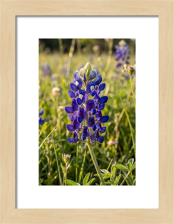 Bluebonnet Blooming In Texas