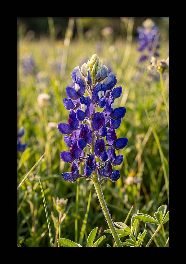 Bluebonnet Blooming In Texas