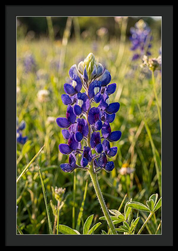 Bluebonnet Blooming In Texas
