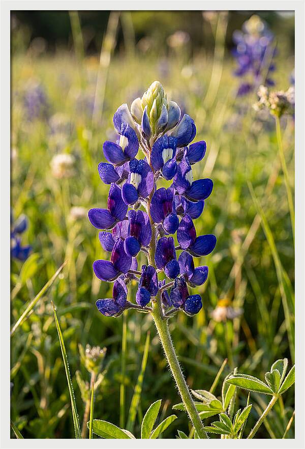 Bluebonnet Blooming In Texas