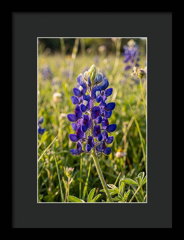 Bluebonnet Blooming In Texas