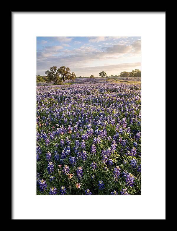 Bluebonnet Fields In Texas