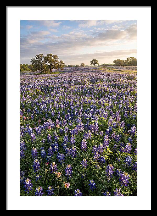 Bluebonnet Fields In Texas