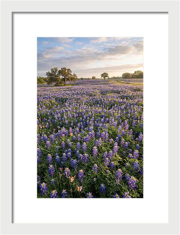 Bluebonnet Fields In Texas