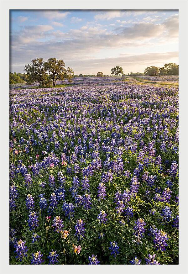 Bluebonnet Fields In Texas