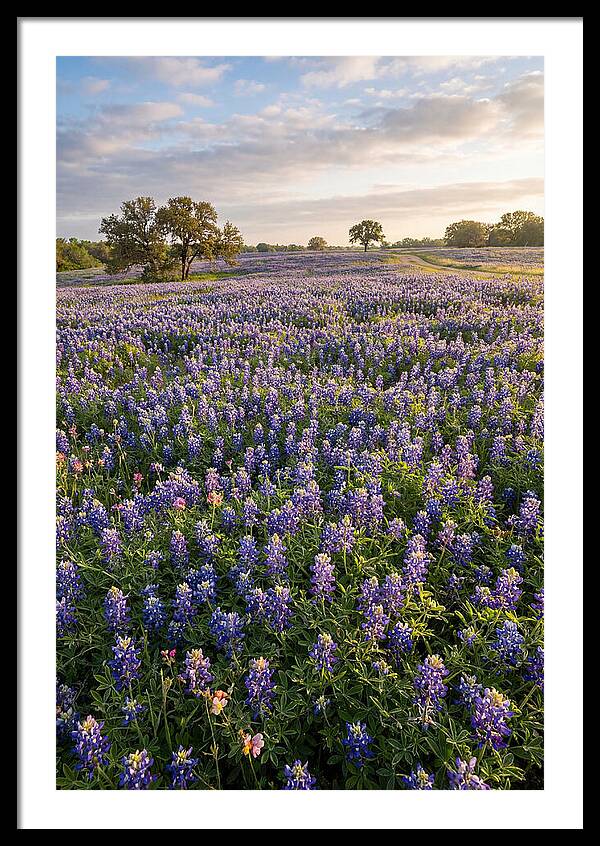 Bluebonnet Fields In Texas