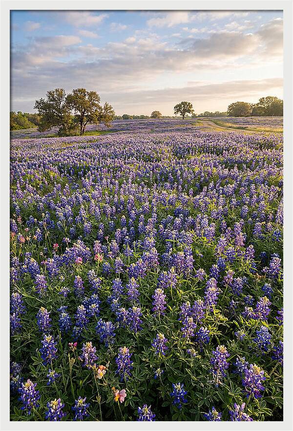 Bluebonnet Fields In Texas