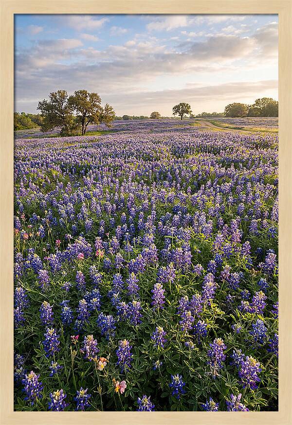 Bluebonnet Fields In Texas