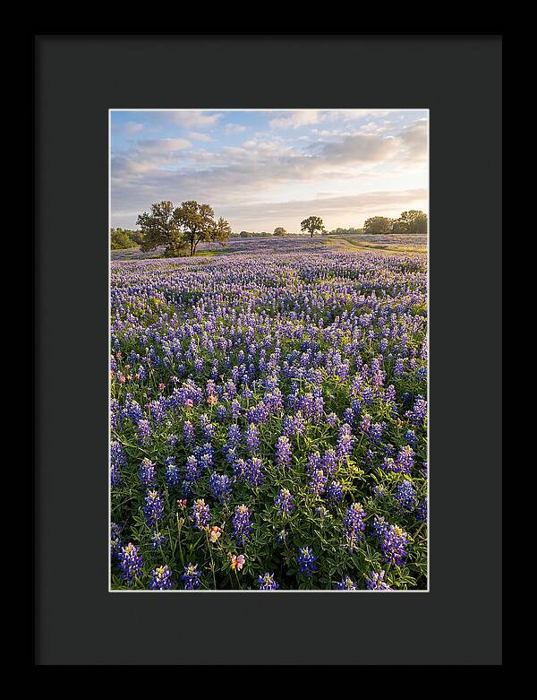 Bluebonnet Fields In Texas