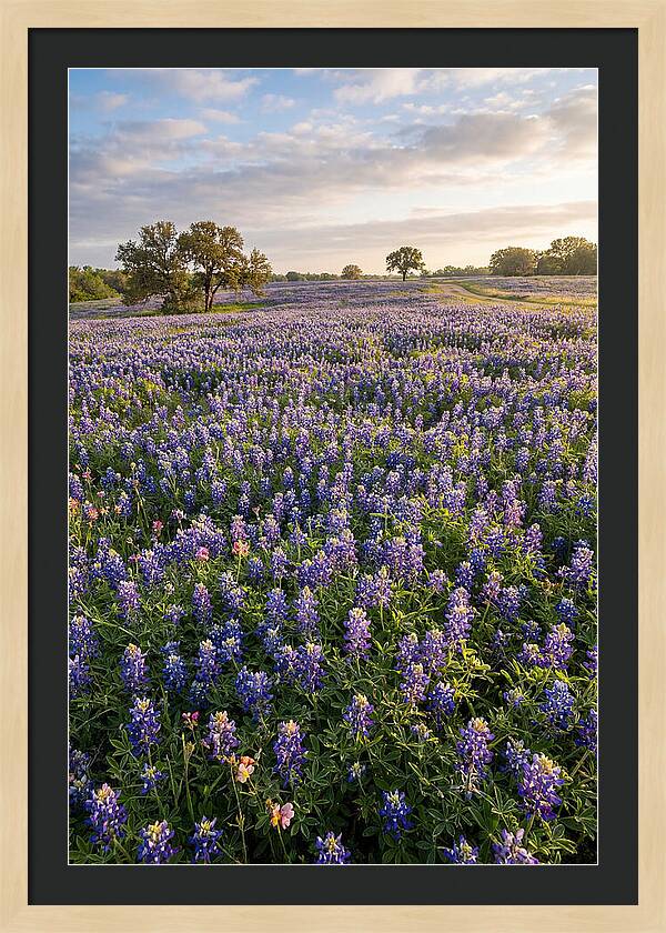 Bluebonnet Fields In Texas