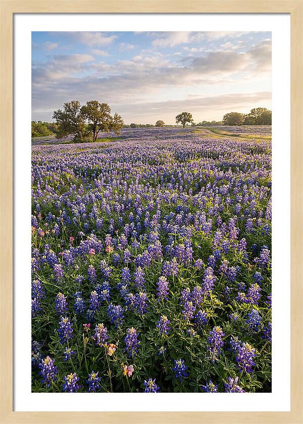 Bluebonnet Fields In Texas