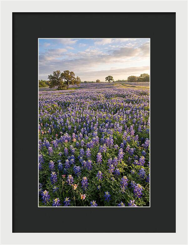 Bluebonnet Fields In Texas