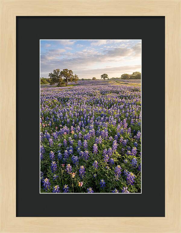 Bluebonnet Fields In Texas