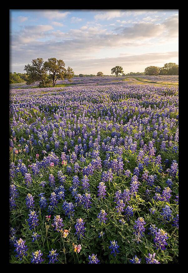 Bluebonnet Fields In Texas
