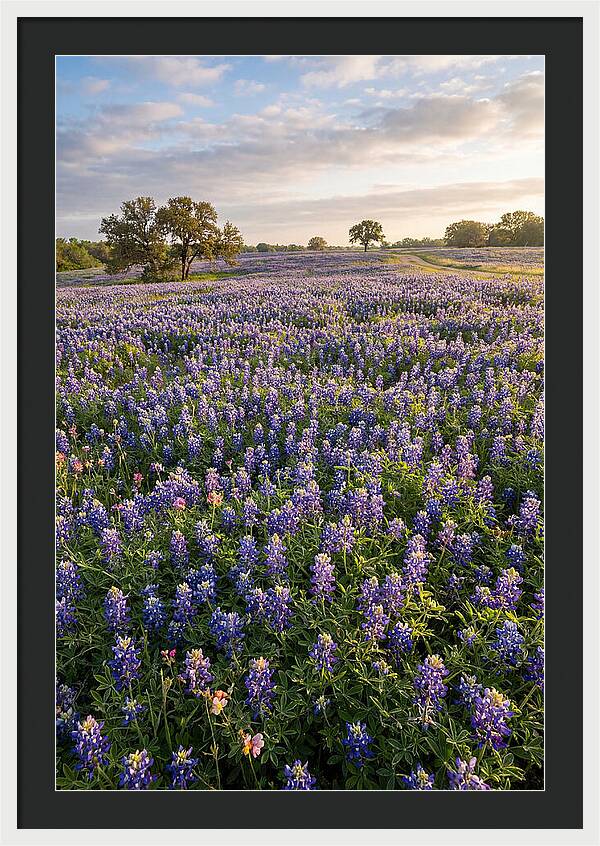 Bluebonnet Fields In Texas
