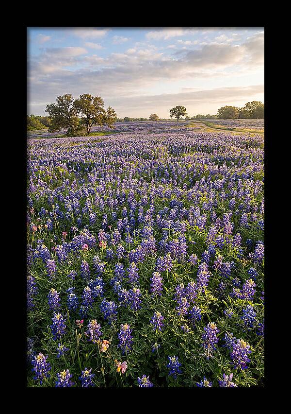 Bluebonnet Fields In Texas