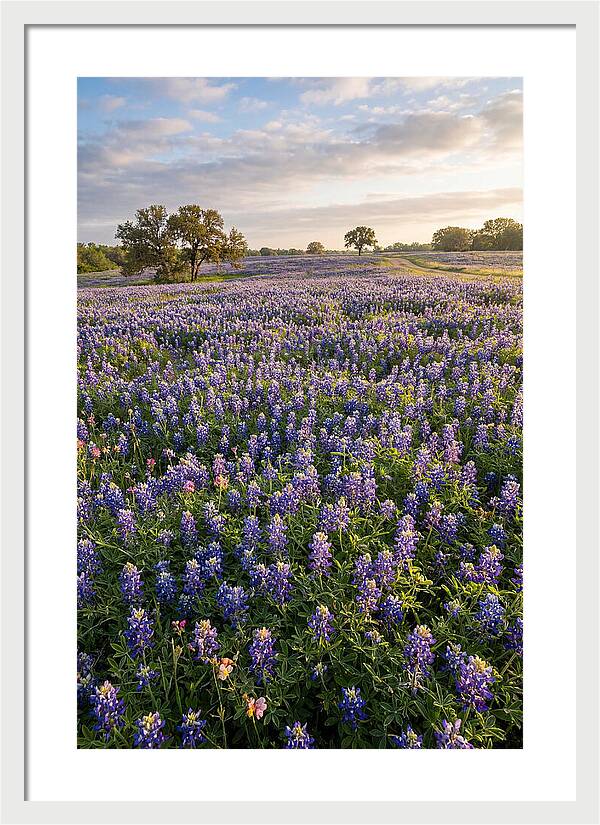 Bluebonnet Fields In Texas