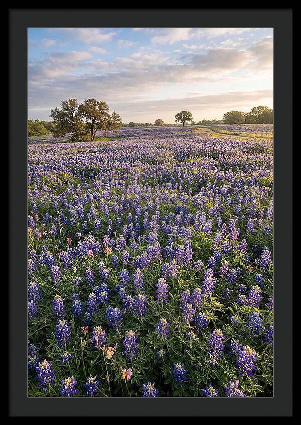 Bluebonnet Fields In Texas