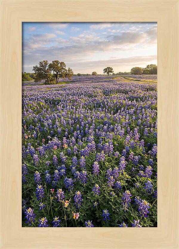 Bluebonnet Fields In Texas