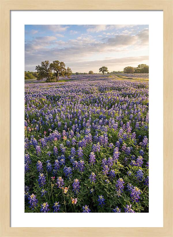 Bluebonnet Fields In Texas