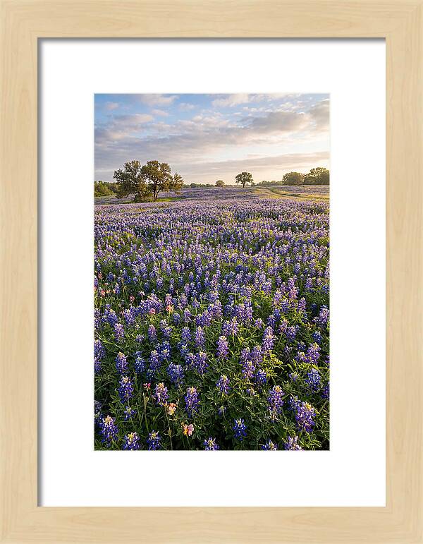Bluebonnet Fields In Texas