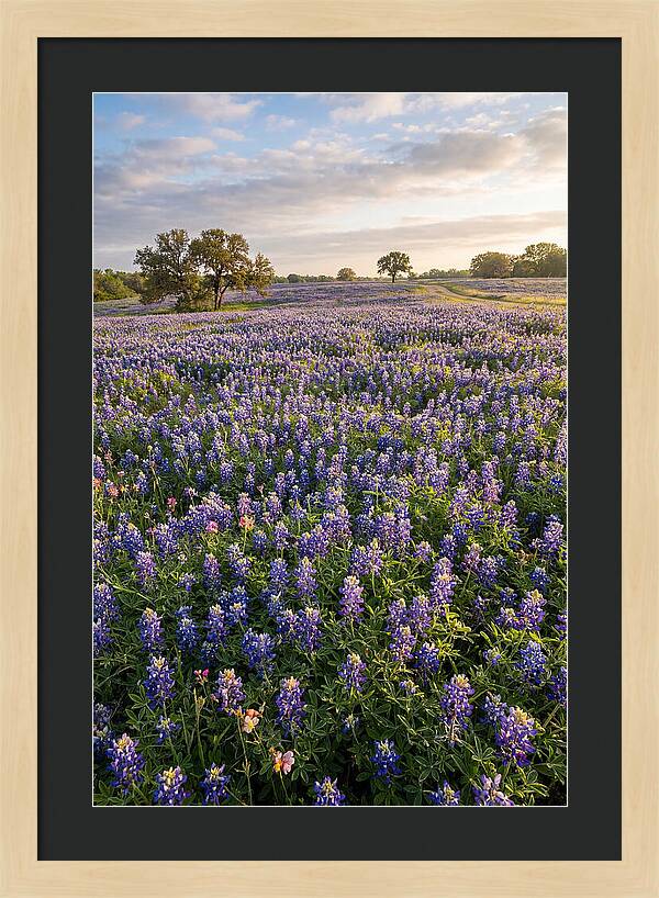 Bluebonnet Fields In Texas