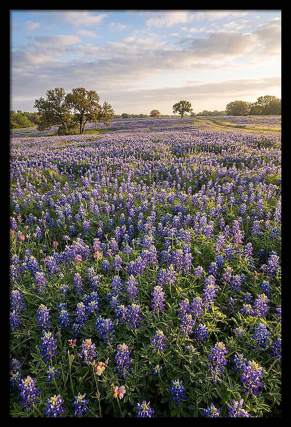 Bluebonnet Fields In Texas