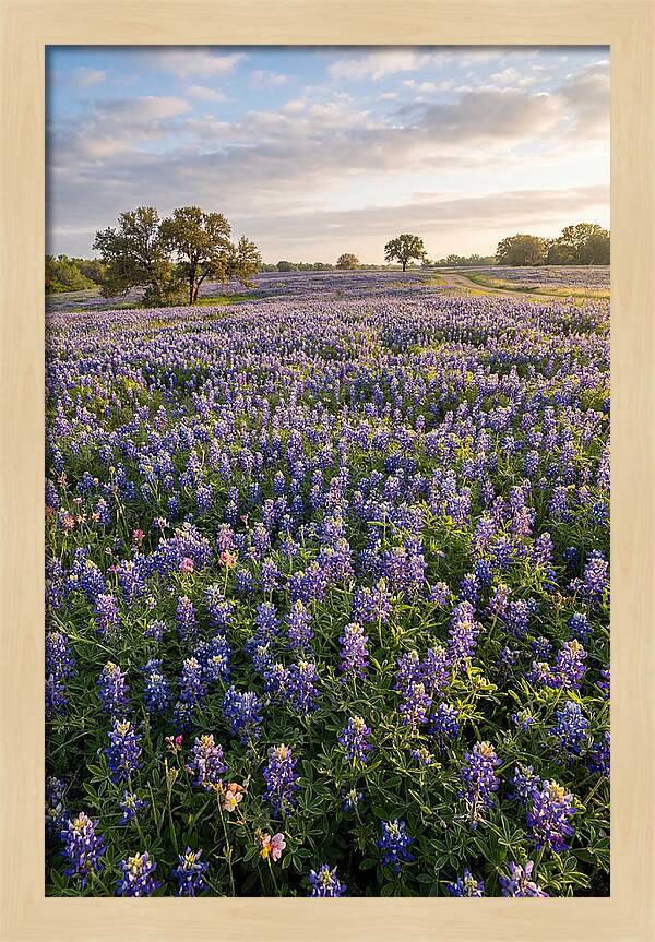 Bluebonnet Fields In Texas