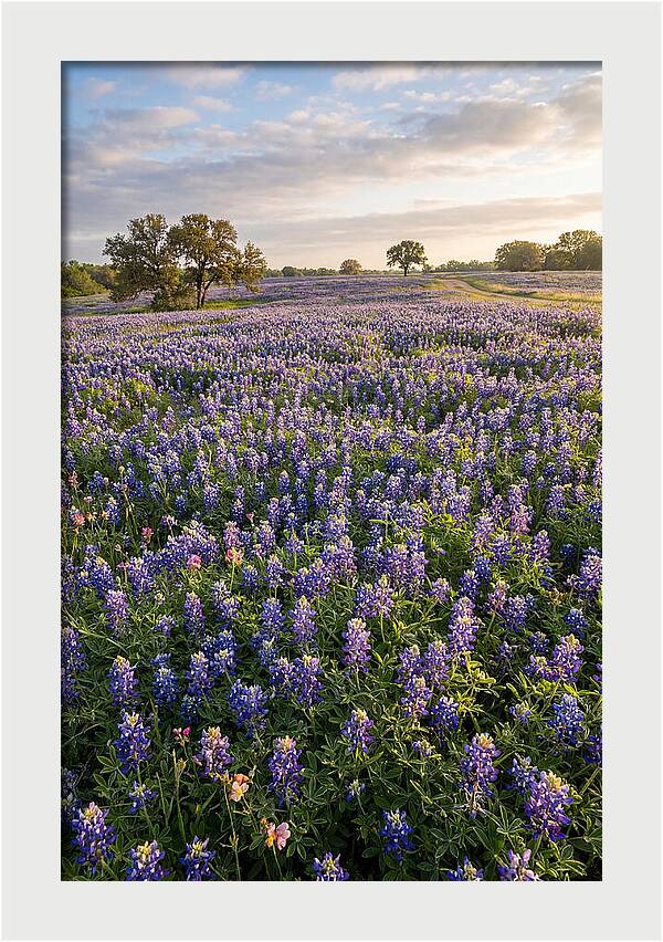 Bluebonnet Fields In Texas