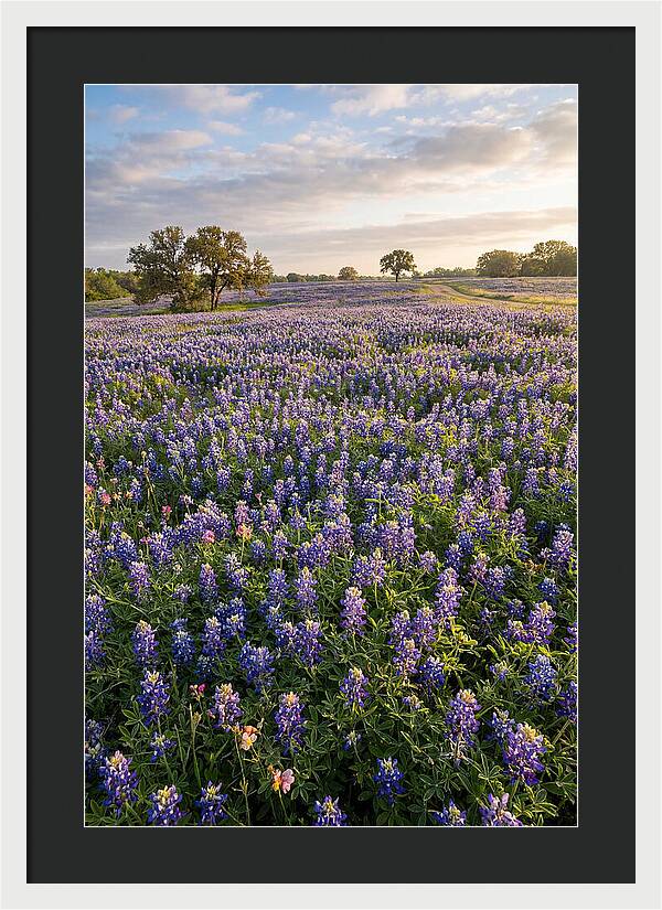 Bluebonnet Fields In Texas
