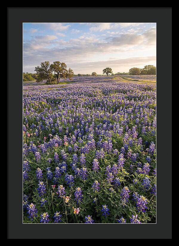 Bluebonnet Fields In Texas
