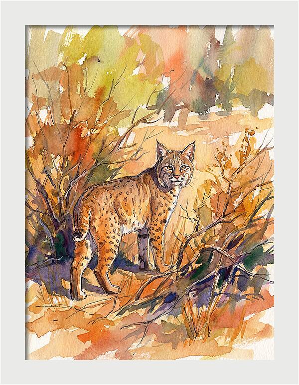Bobcat In Natural Habitat